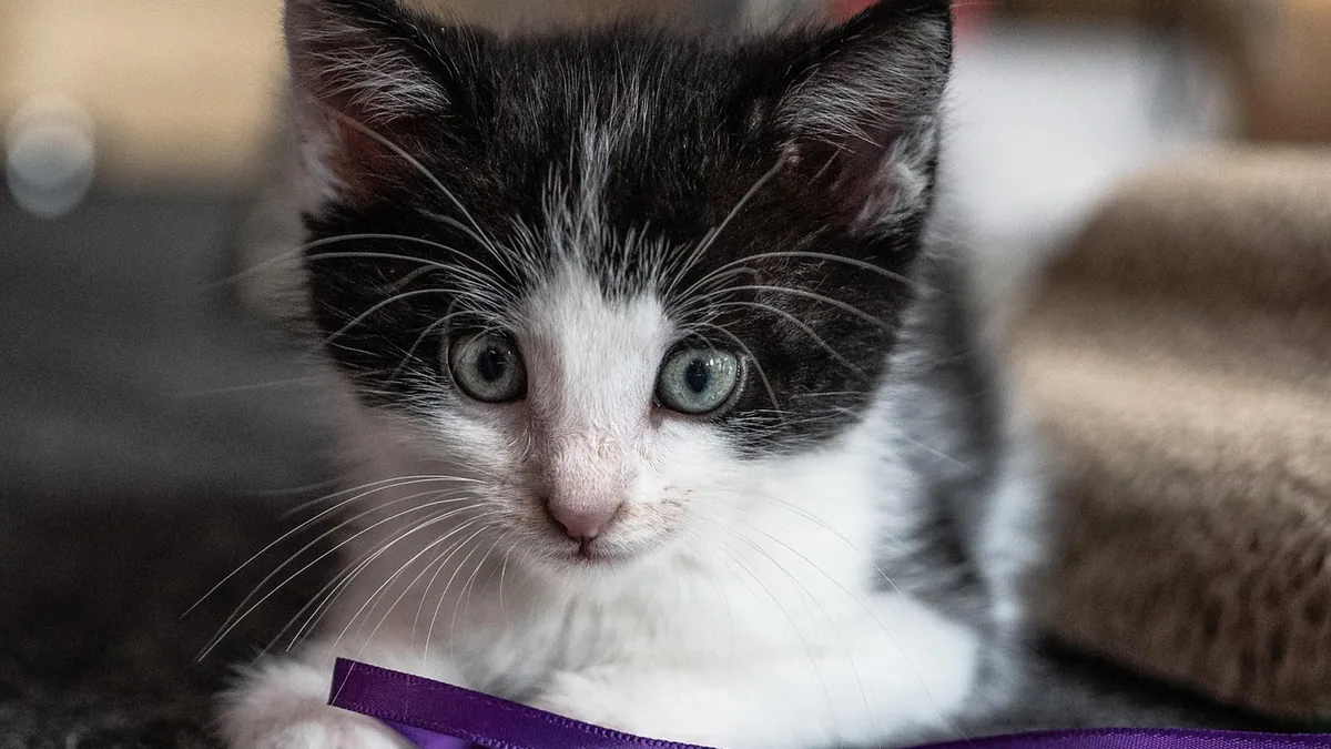 What Do Kittens Eat at 5 Weeks? Feeding Guide