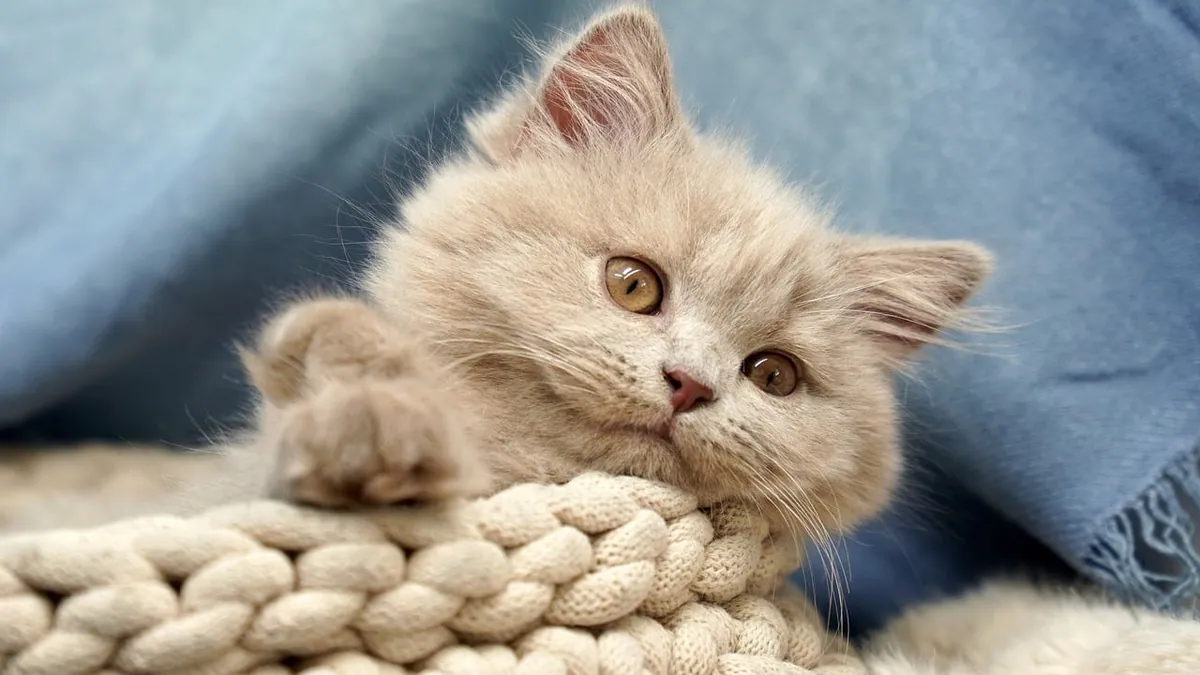 How to Tell If Your Kitten Will Be Fluffy