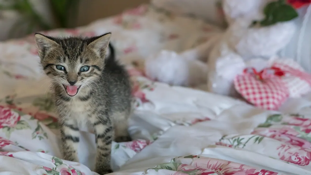 Why Is My Kitten Growling? Play, Food, and Warning Signs