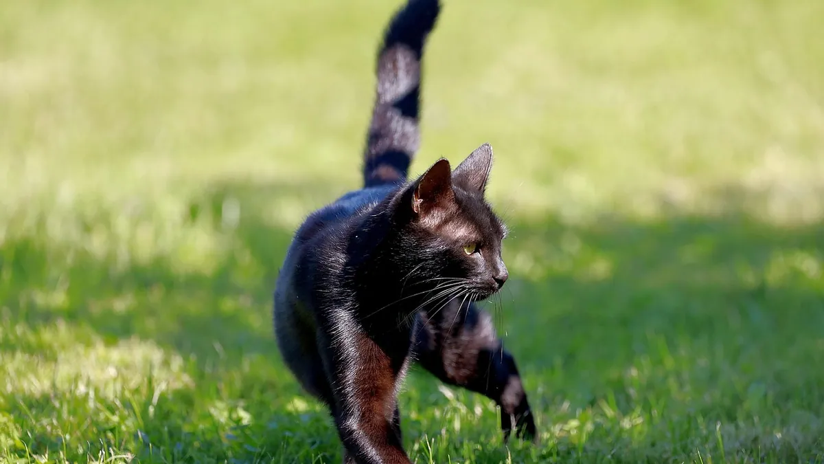 Why Is My Kitten So Hyper and Acting Crazy?