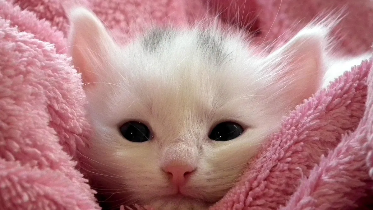 Kitten in Shock: First Aid Steps and When to Rush