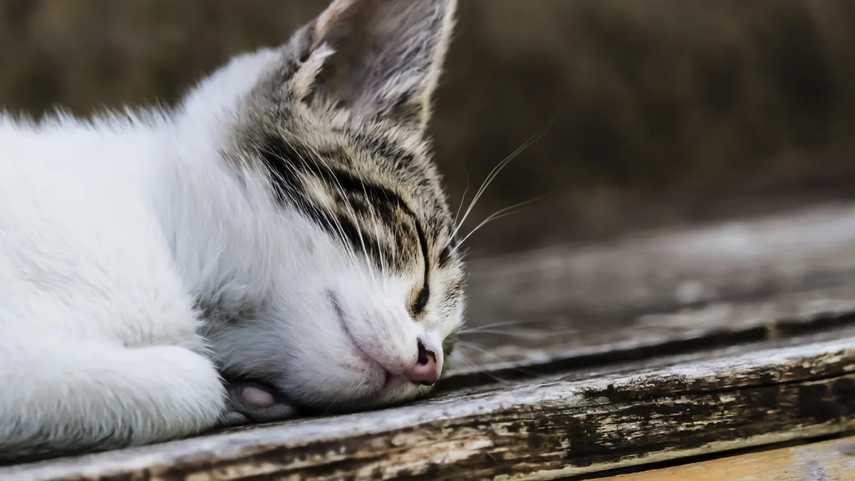 Kitten Is Sick: Signs, Causes, and What to Do