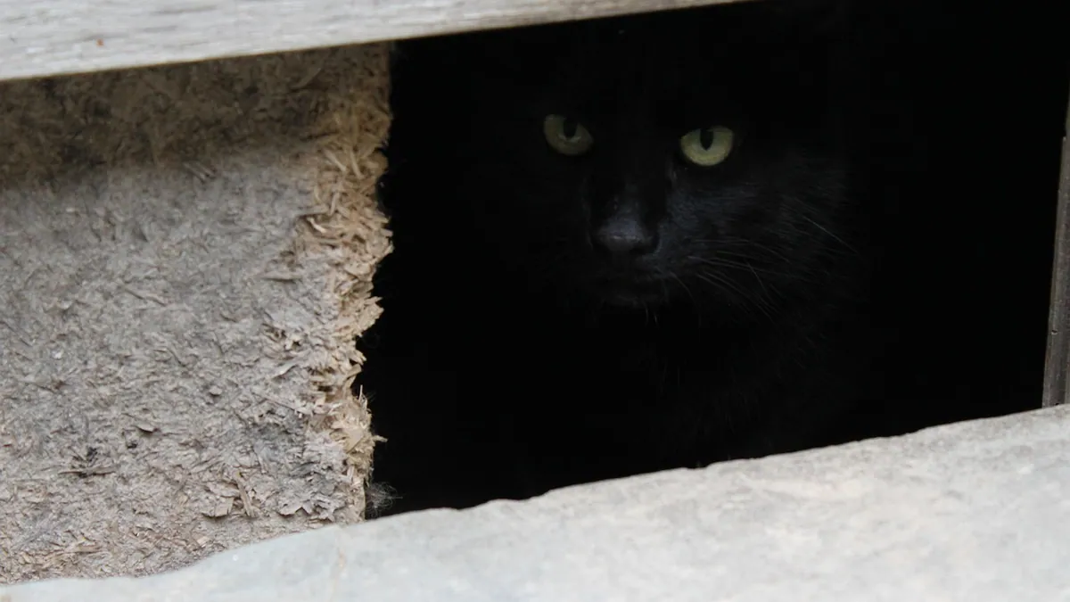 Why Is My Kitten Isolating Herself? Causes and What to Do