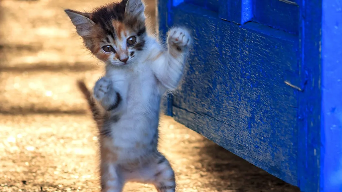 Why Is My Kitten Jumping Around So Much? Normal or Not