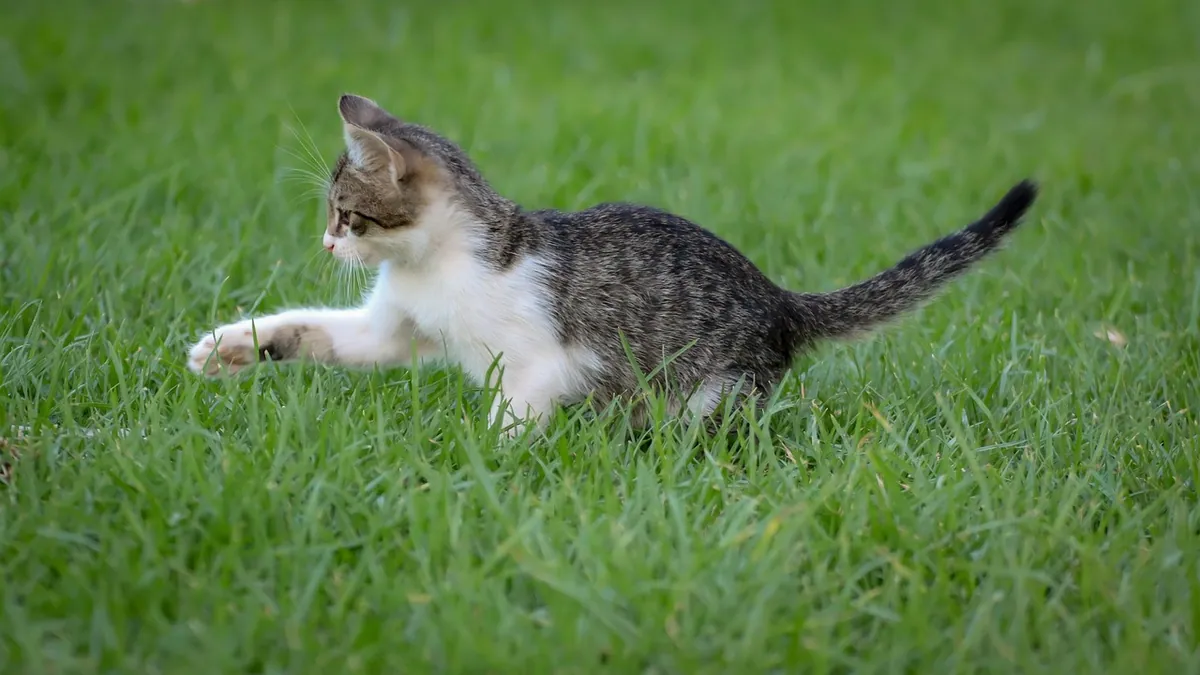 Why Does My Kitten Jump on My Back and Legs?