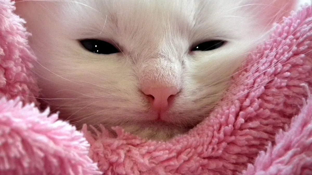 Why Is My Kitten Kneading Blankets? Meaning and Biting