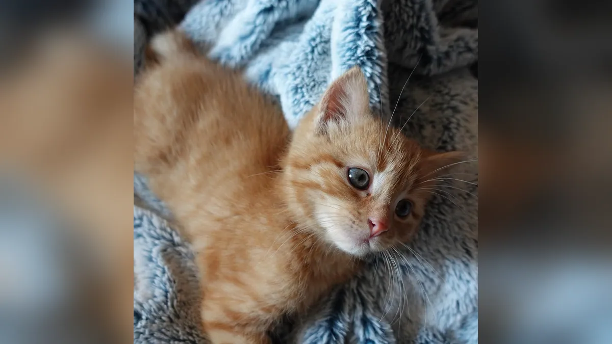 Why Is My Kitten Licking My Blanket, Hand, or Ear?