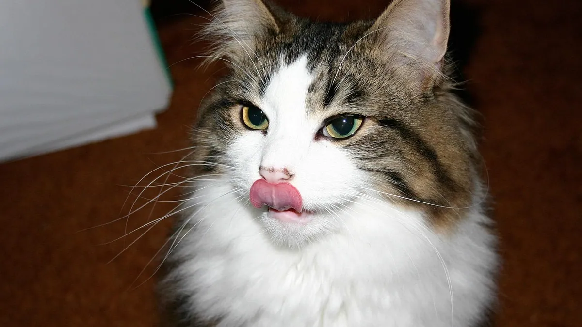 Why Does My Kitten Lick My Face So Much?