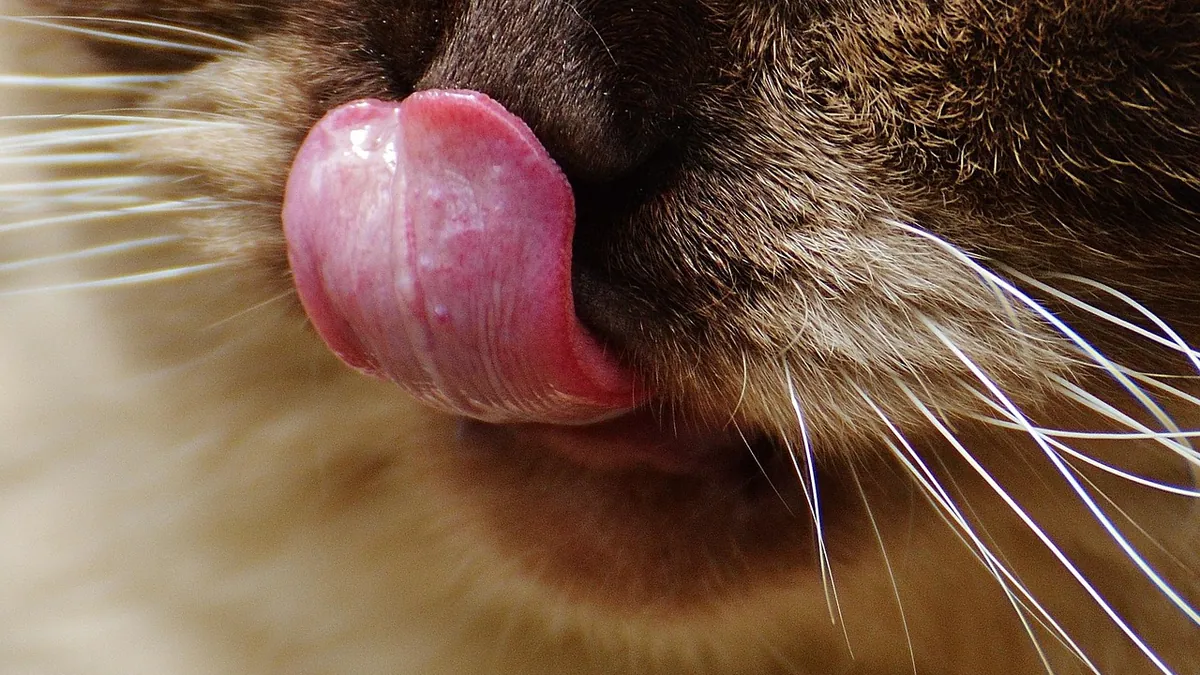 Why Do Kittens Lick You? Normal vs Excessive Licking