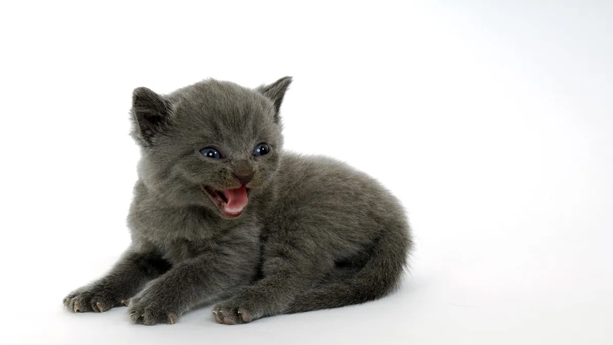 Why Is My Kitten Meowing in the Litter Box? Causes