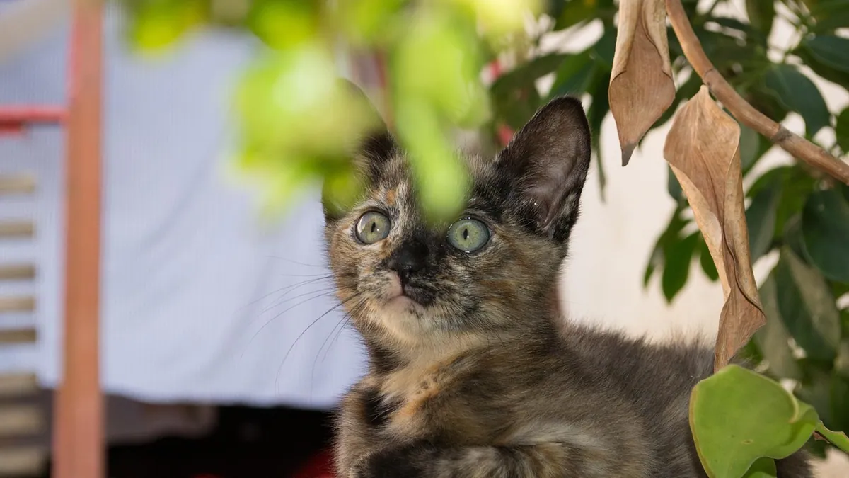 Kitten Meowing Sounds: What Each Cry Means