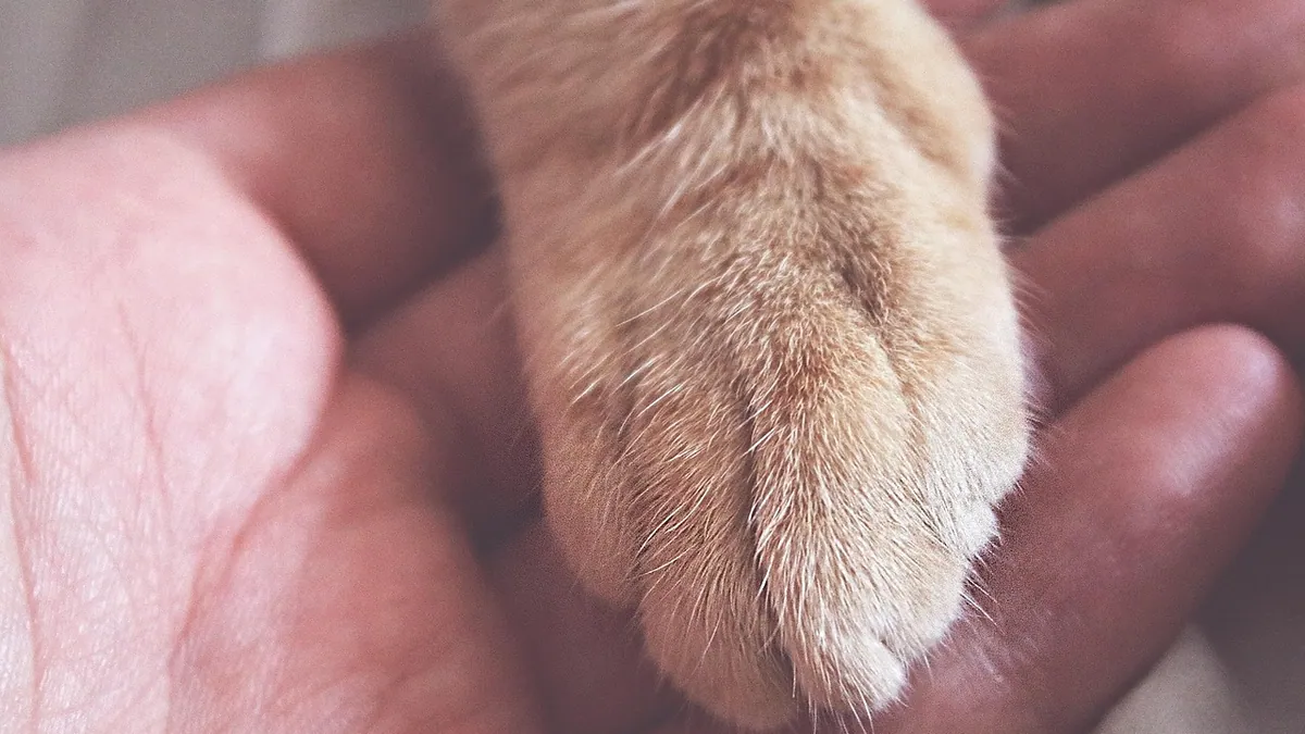 Why Does My Kitten Meow When I Pick Her Up?