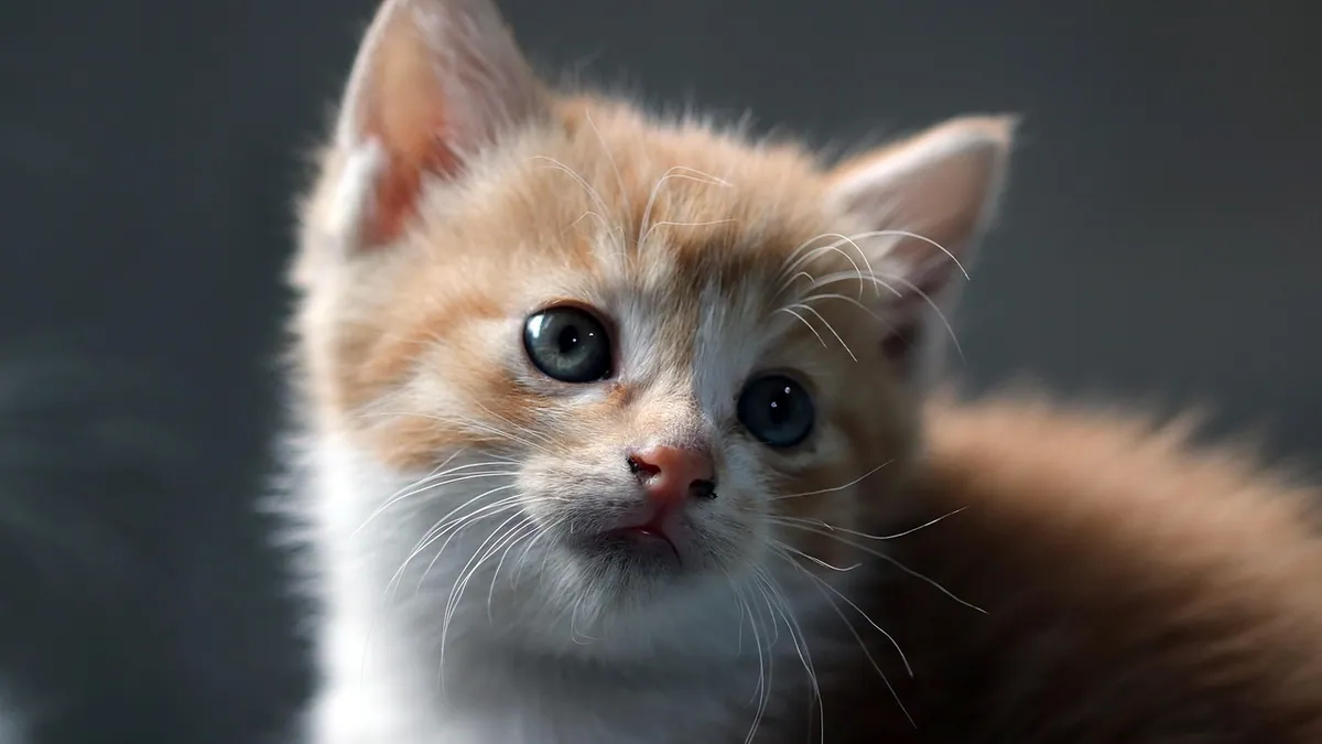 Why Does My Kitten Meow When Pooping?
