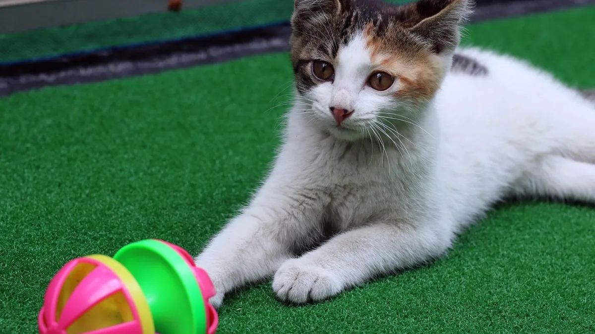 Why Is My Kitten Meowing While Eating? Causes