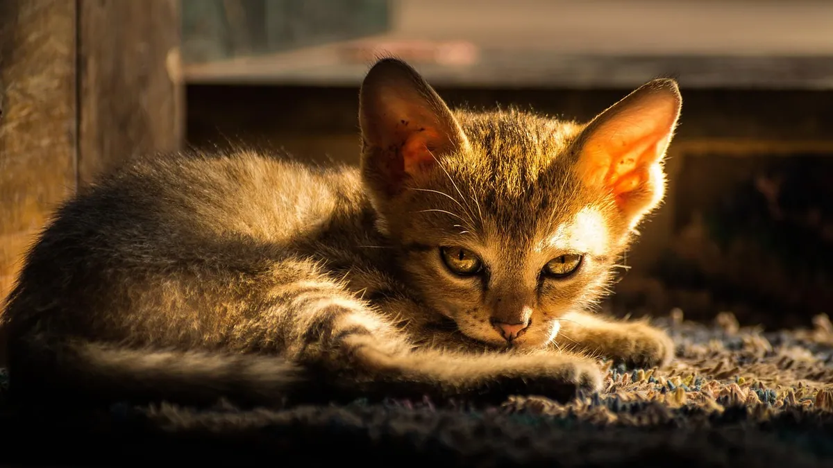 Kitten Not Cleaning Itself: Causes and Help