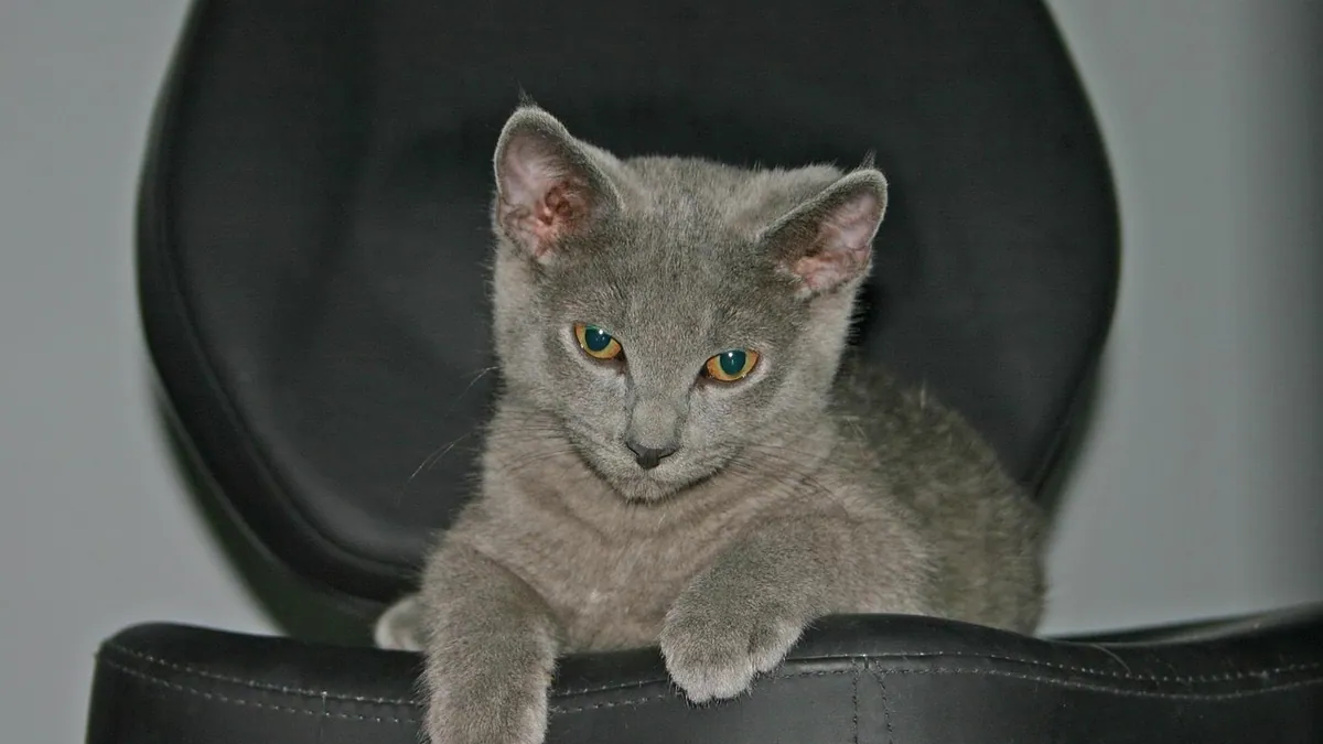 My Kitten Used to Be Cuddly: Why the Change?