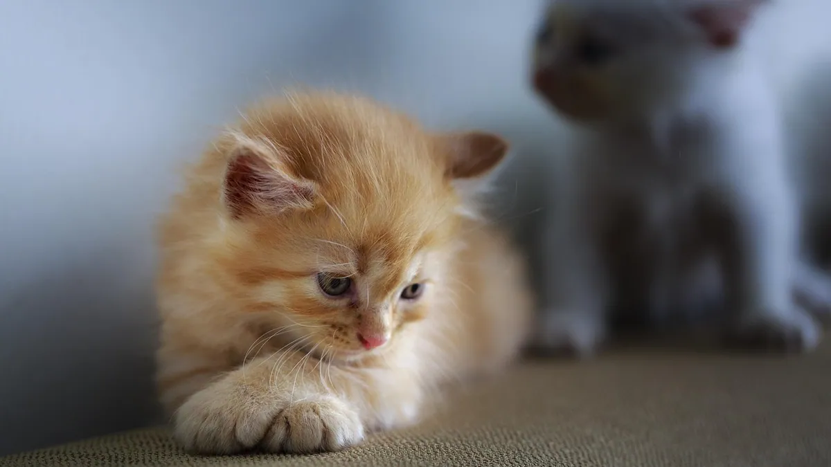 My Kitten Doesn't Want to Cuddle: Is That Normal?