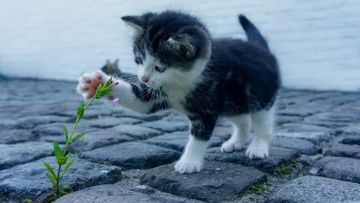 Kitten Not Cuddly: Why Some Cats Avoid Affection