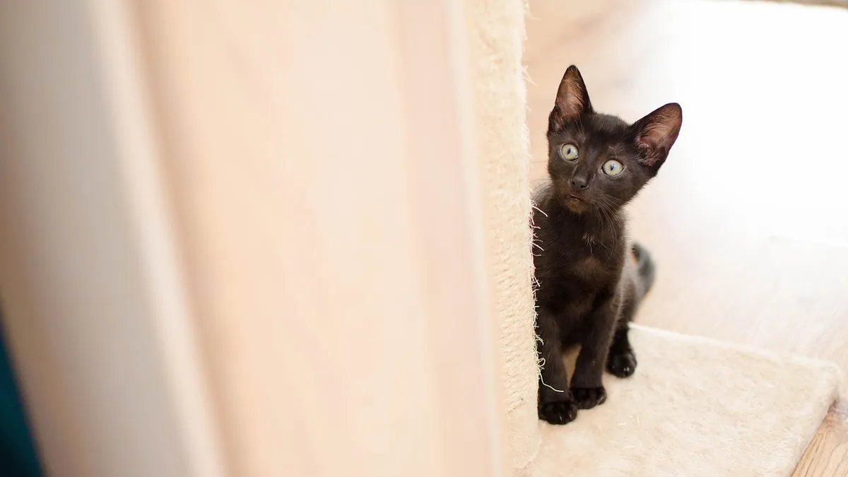 Kitten Not Eating in a New Home: Normal or Worrying?