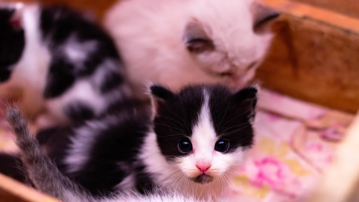 Kitten Not Latching On: How to Help a Newborn Nurse