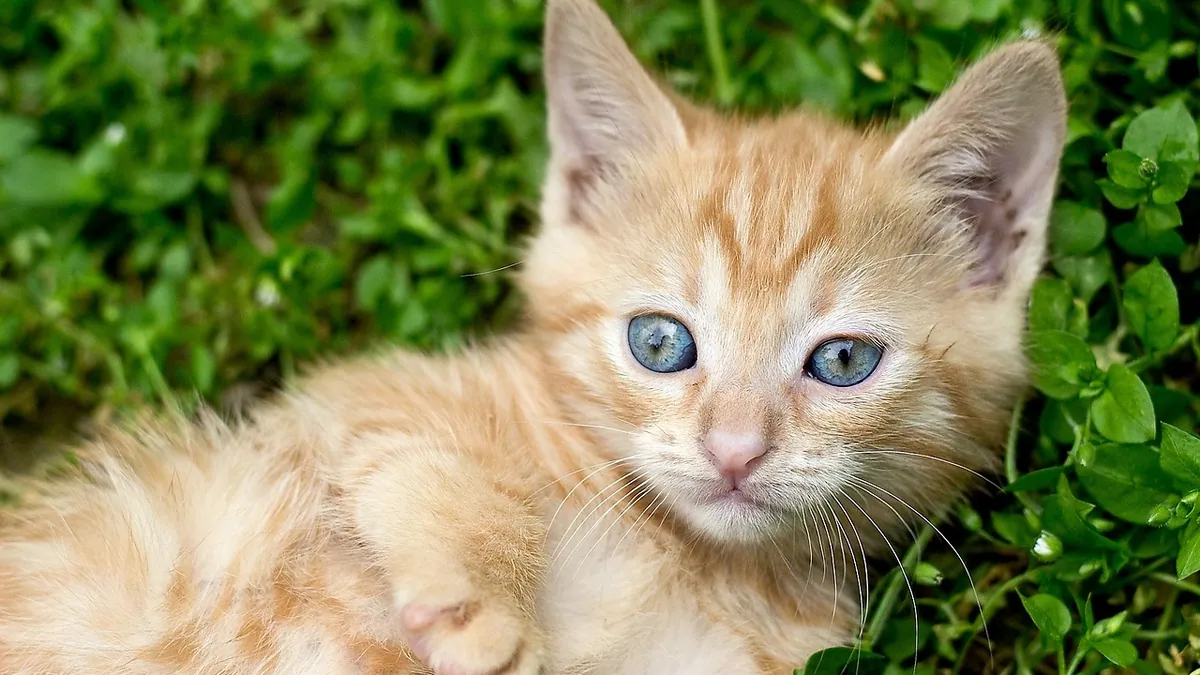 Why Isn't My Kitten Making Biscuits? What It Means