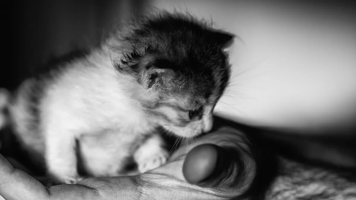 Kitten Not Moving or Meowing After Birth: What to Do