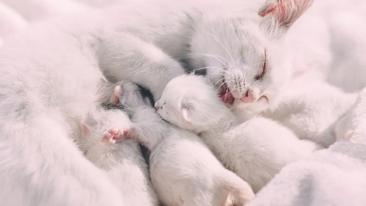 Kitten Not Nursing: Causes and How to Feed Safely