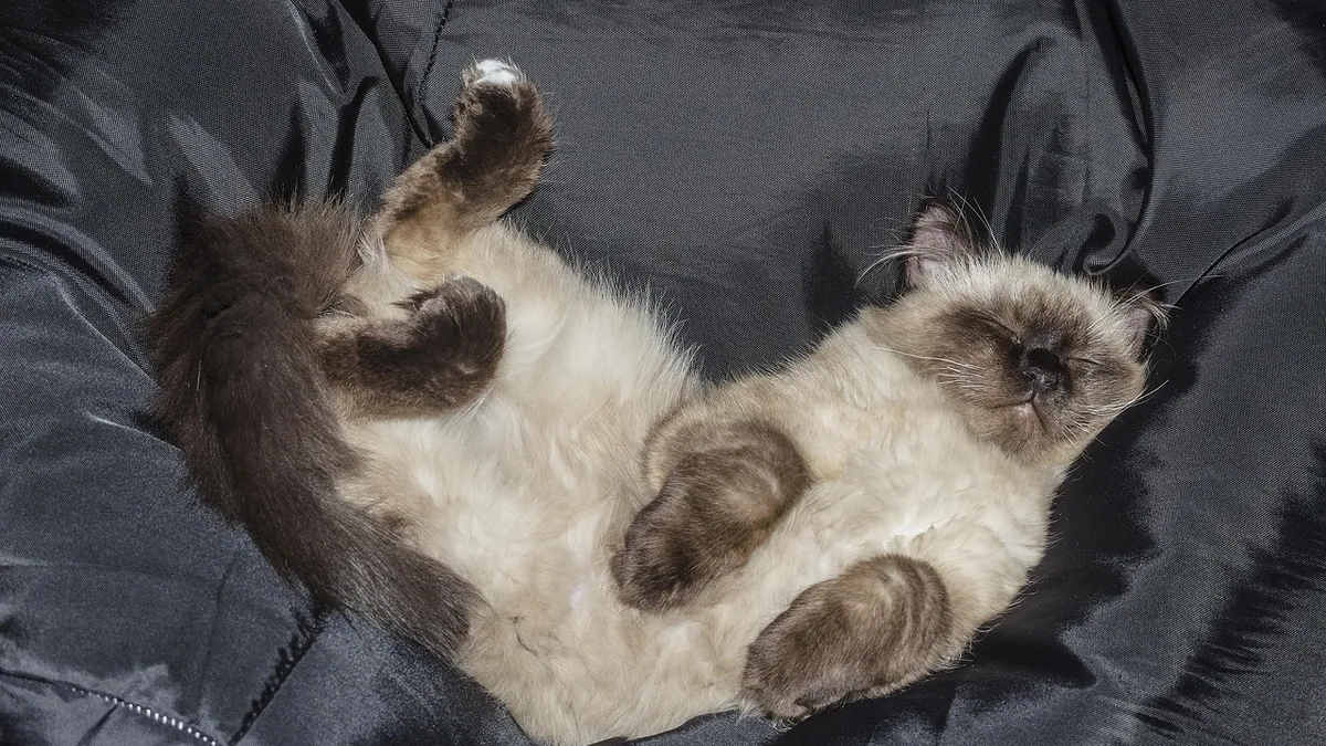 Kitten Not Playful? Reasons and When to Worry