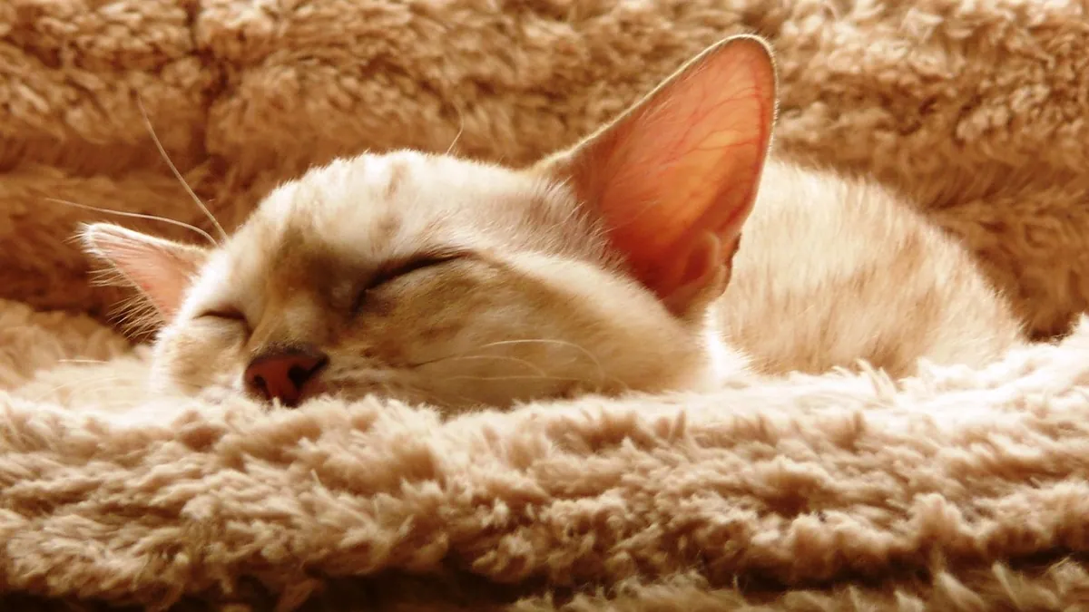 Kitten Not Playing or Active Suddenly: Causes to Consider