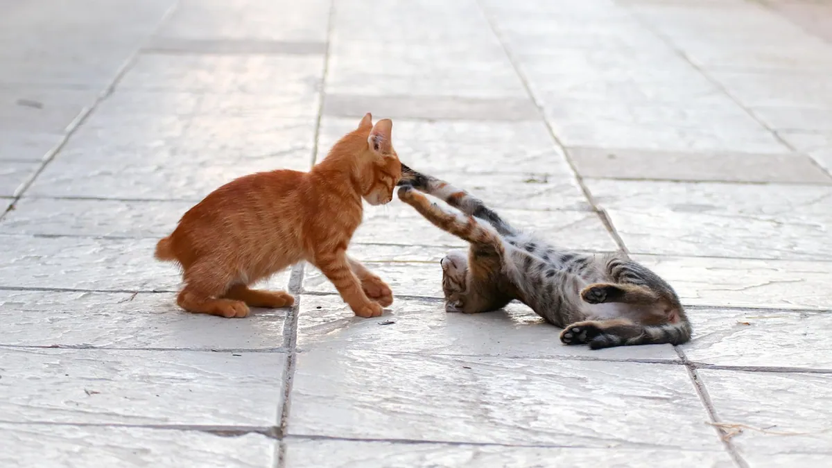 Kitten Not Respecting Other Cats' Boundaries: How to Help