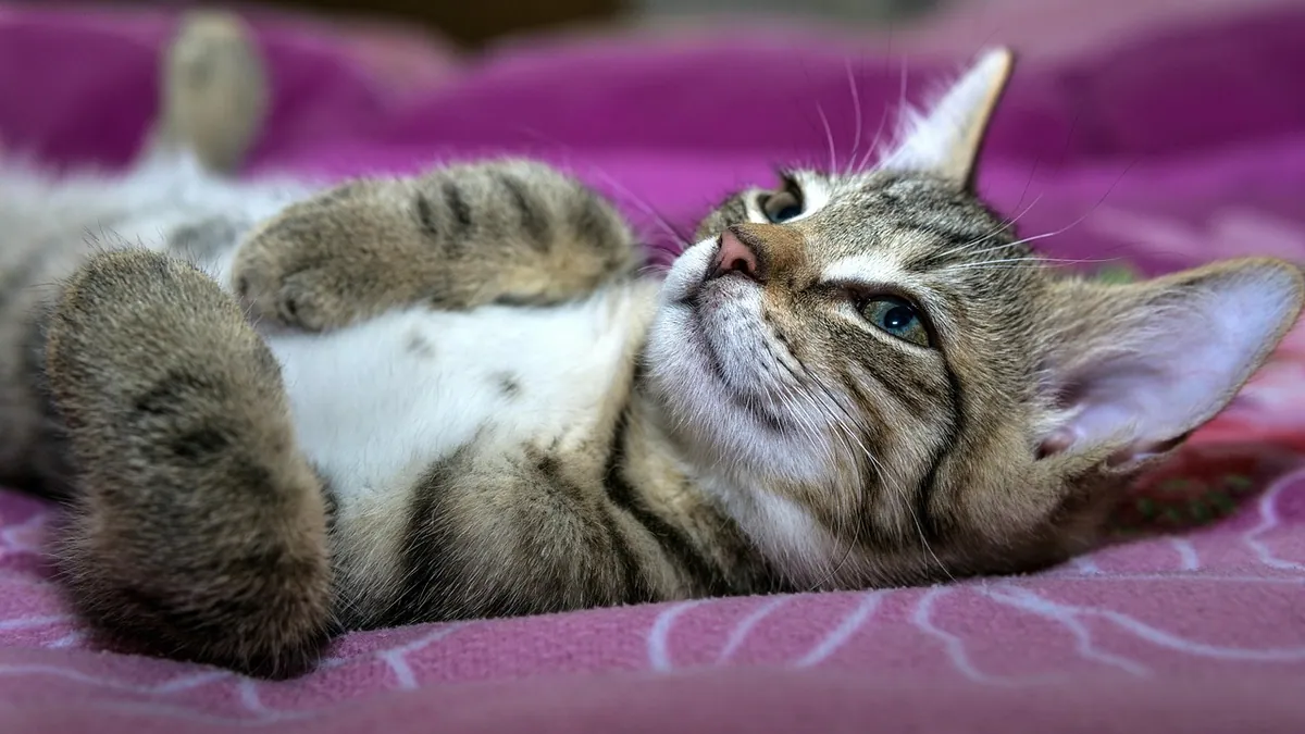 Kitten Not Responding or Unresponsive: What to Do Now
