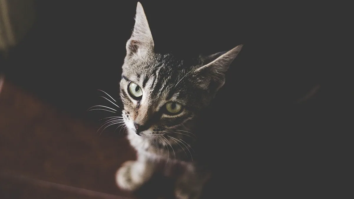 Kitten Not Sleeping? Causes and When to Worry