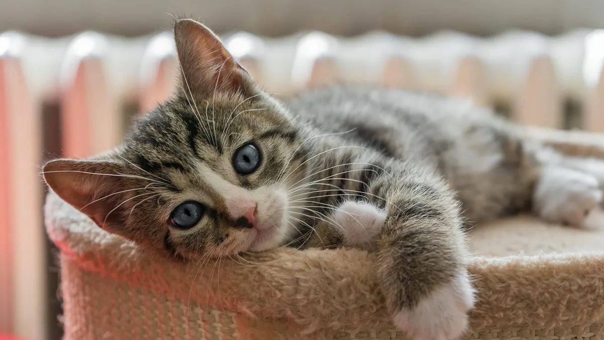 Kitten Not Standing Up: Causes and Urgency