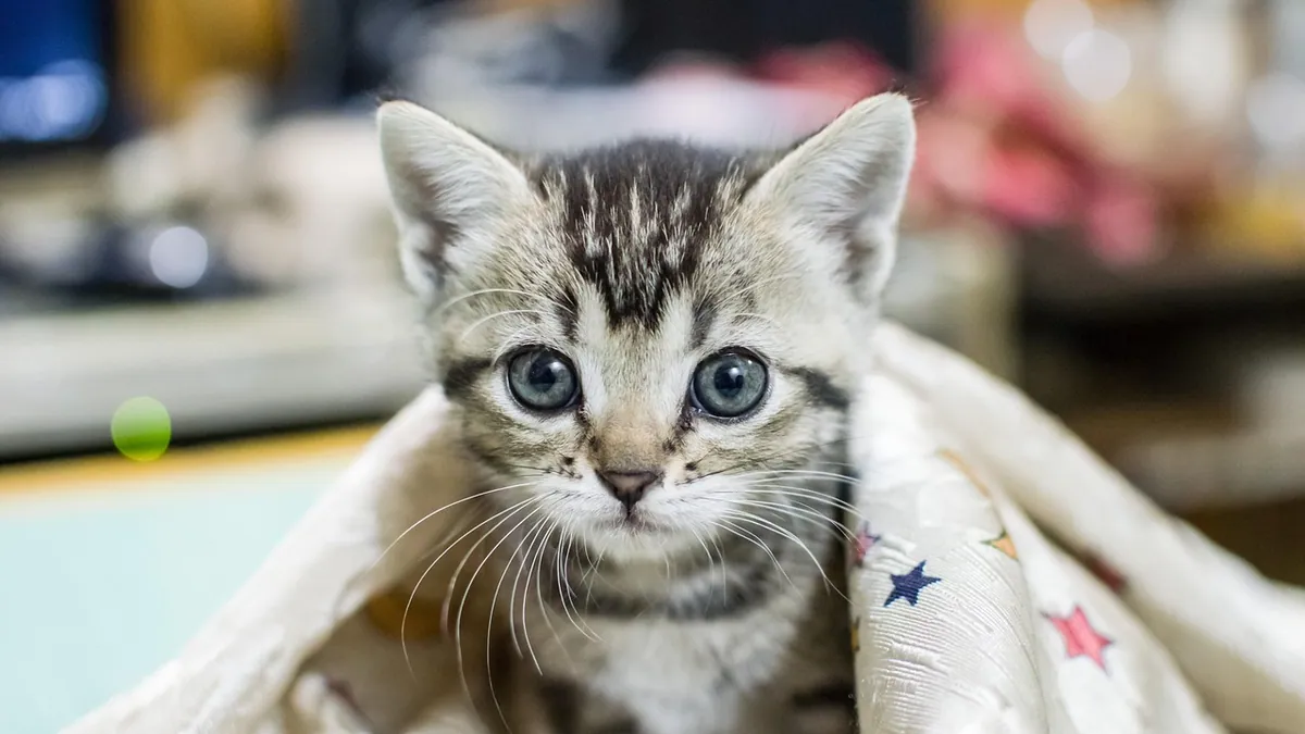 Kitten Won't Take the Bottle: What to Do