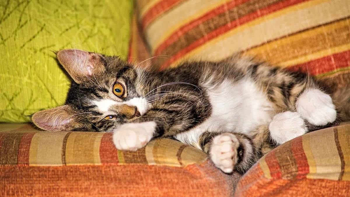 Kitten Not Walking Properly: Causes and Urgency