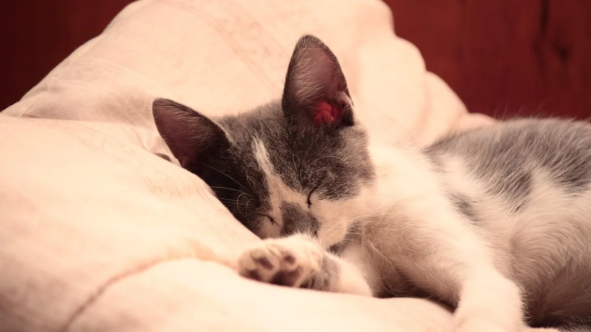 Why Does My Kitten Try to Nurse on Me or Blankets?