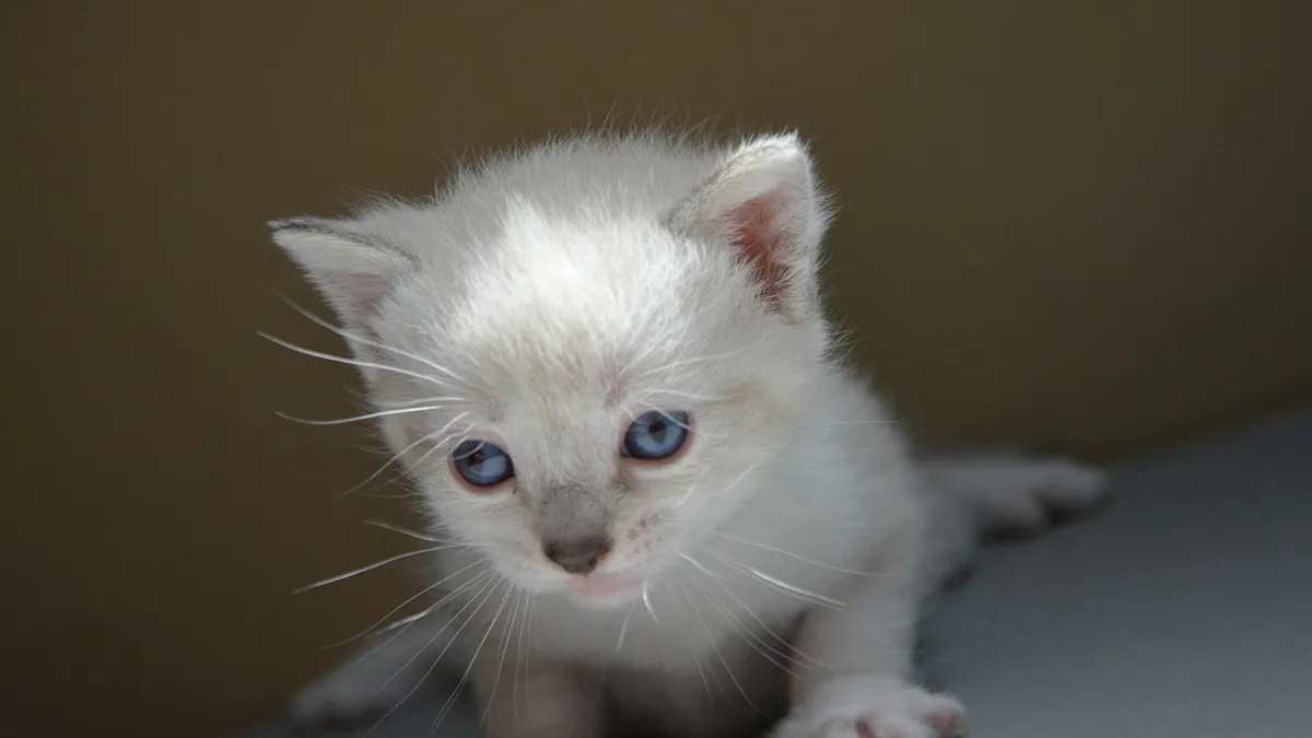 Why Is My Kitten Obsessed With My Hair? Chewing and More