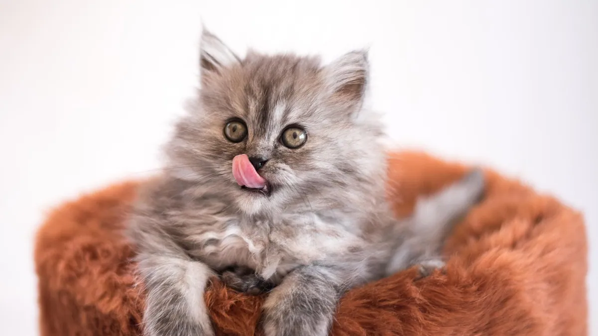 Why Is My Kitten Obsessed With My Face? Licking and Jumping