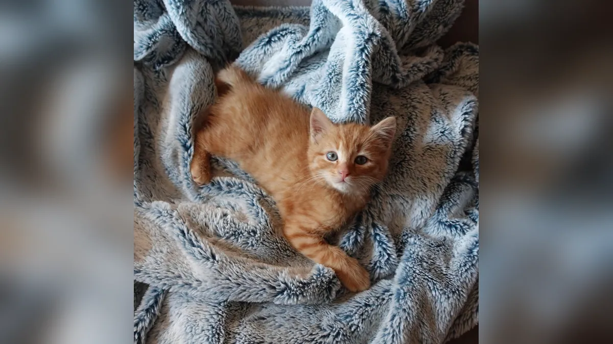 Why Is My Kitten Peeing on My Bed? Causes and Fixes