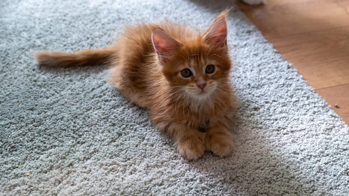 Why Is My Kitten Peeing on Things? Causes and Solutions