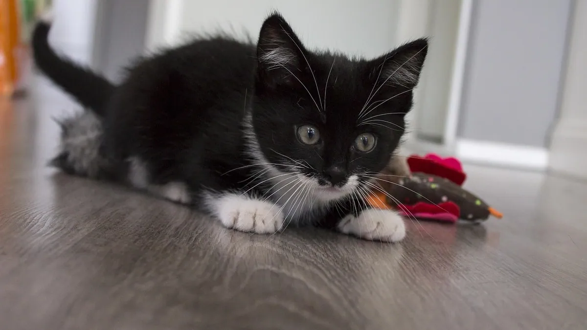Why Does My Kitten Play in the Litter Box?