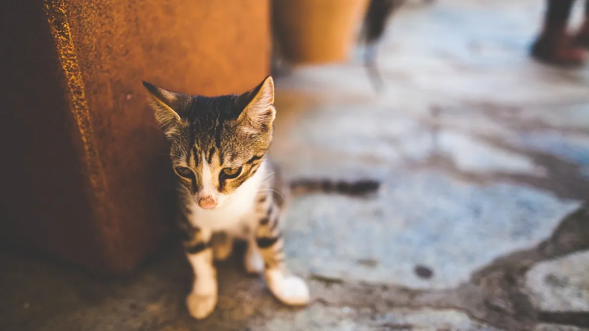 My Kitten Is Pooping Yellow Liquid: What to Do