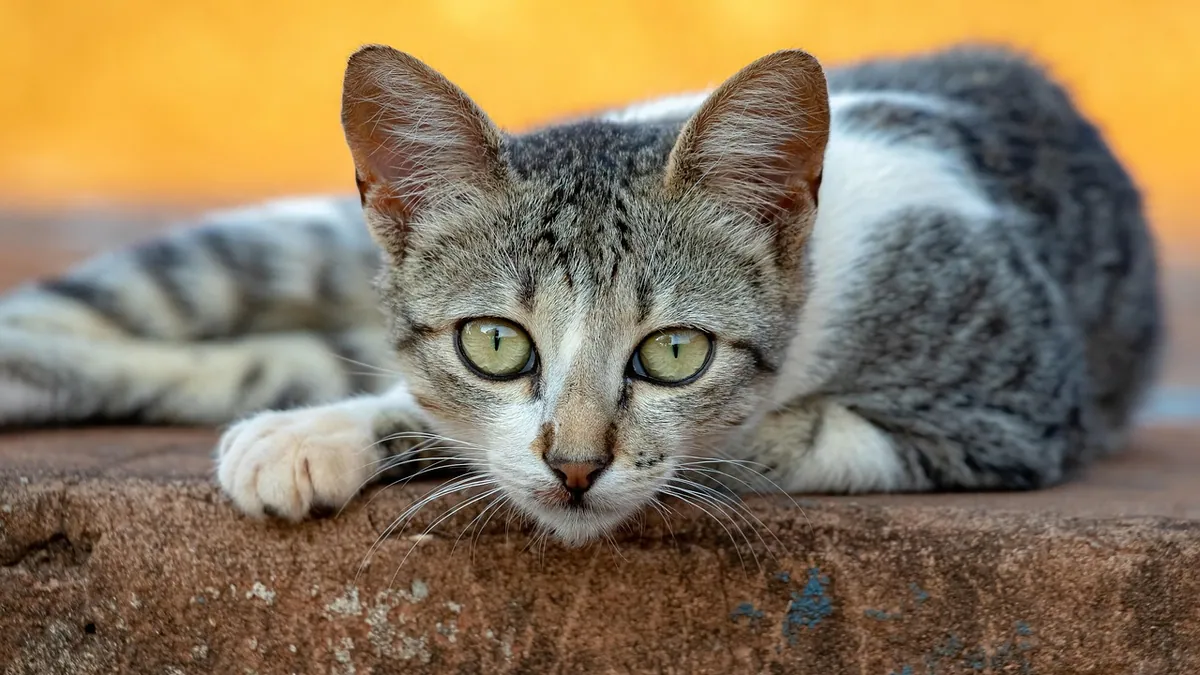 What Does Kitten Purring Mean?