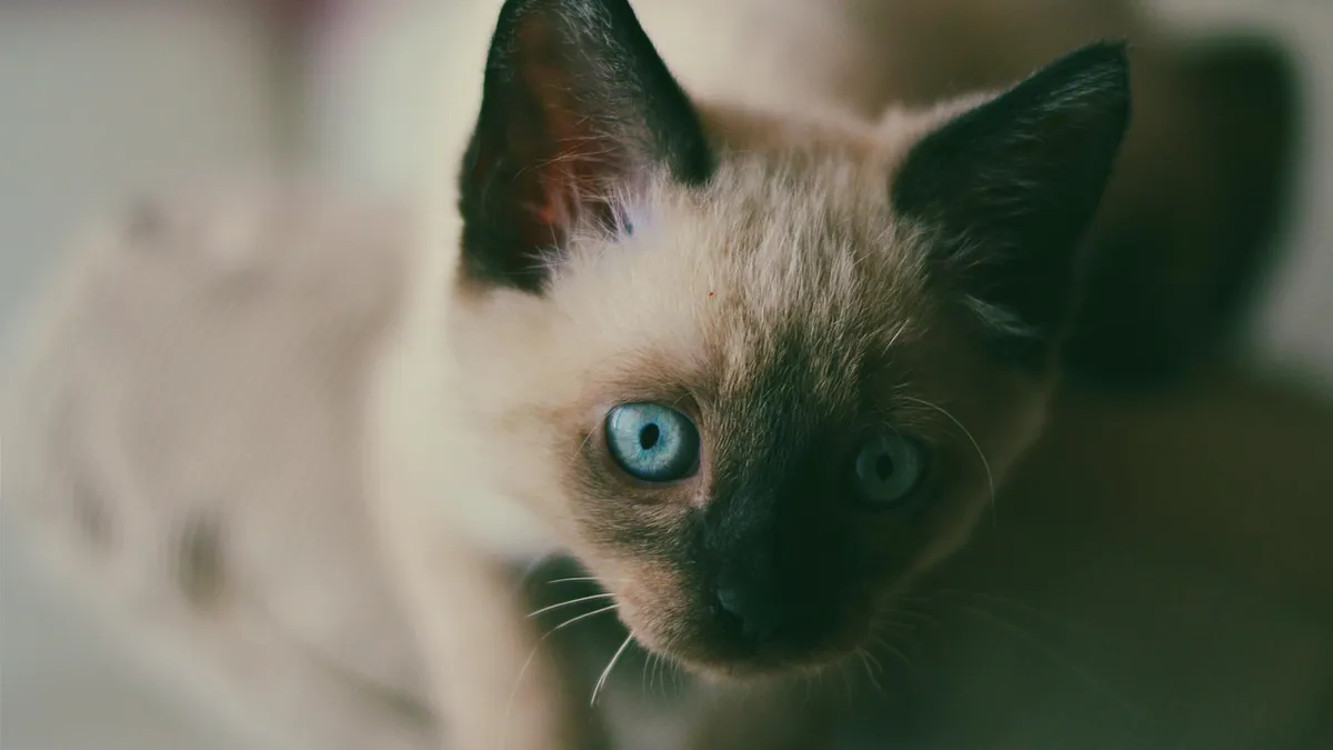 Why Is My Kitten So Quiet? Quiet Meows Explained