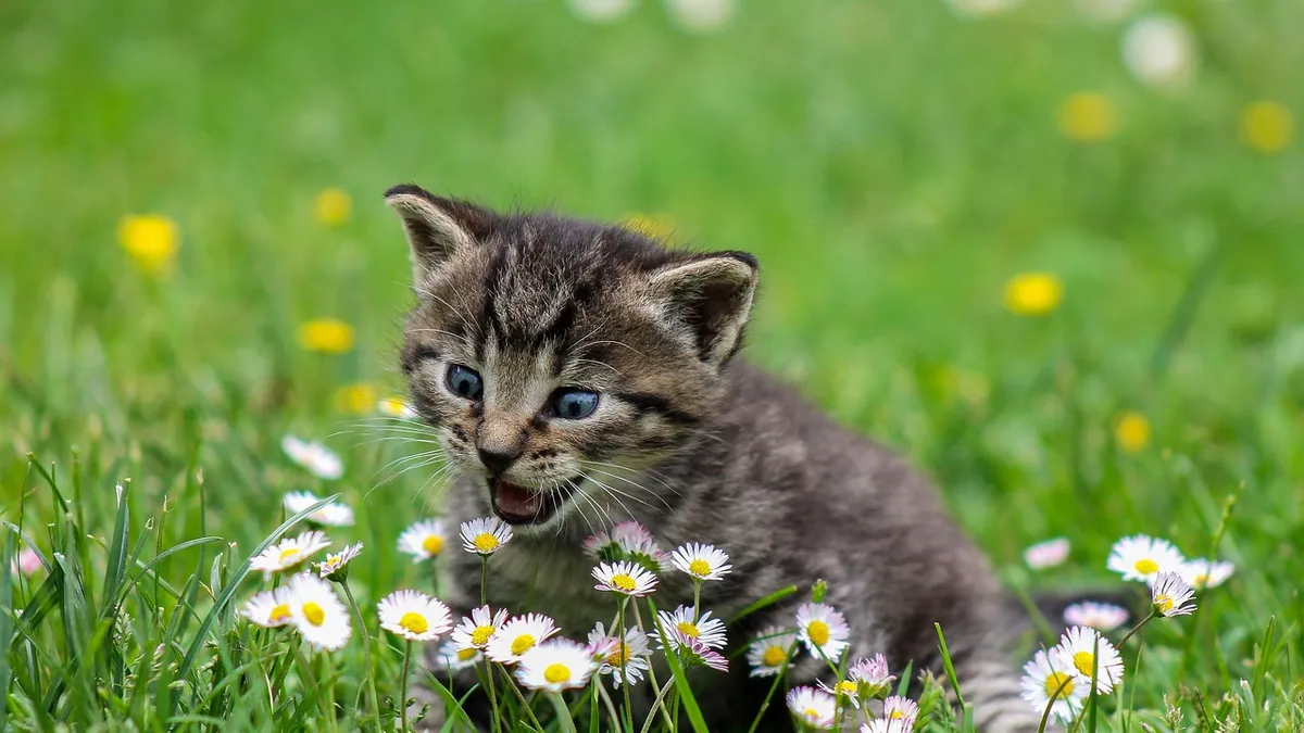 Why Is My Kitten Refusing to Use the Litter Box?
