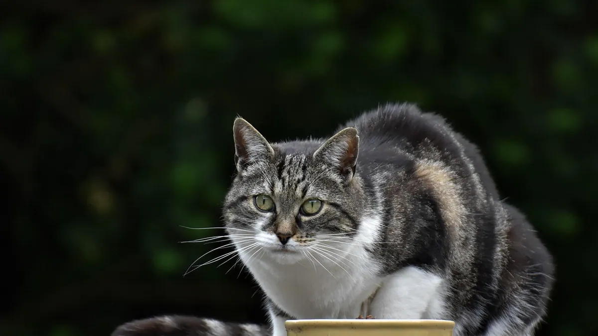 Why Is My Kitten Refusing to Eat? Causes and What to Do