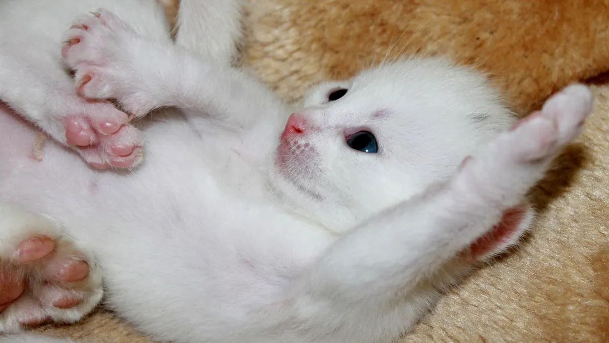Why Is My Kitten Rolling in the Litter Box?