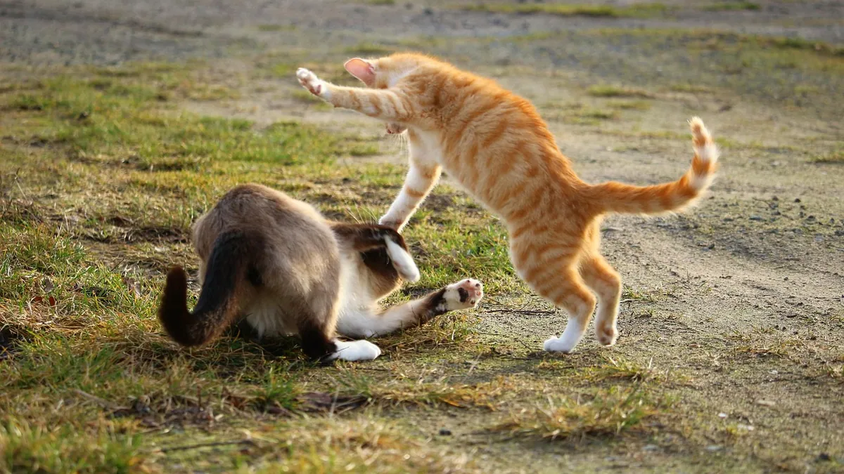 Is It Normal for Kittens to Play Rough With Each Other?
