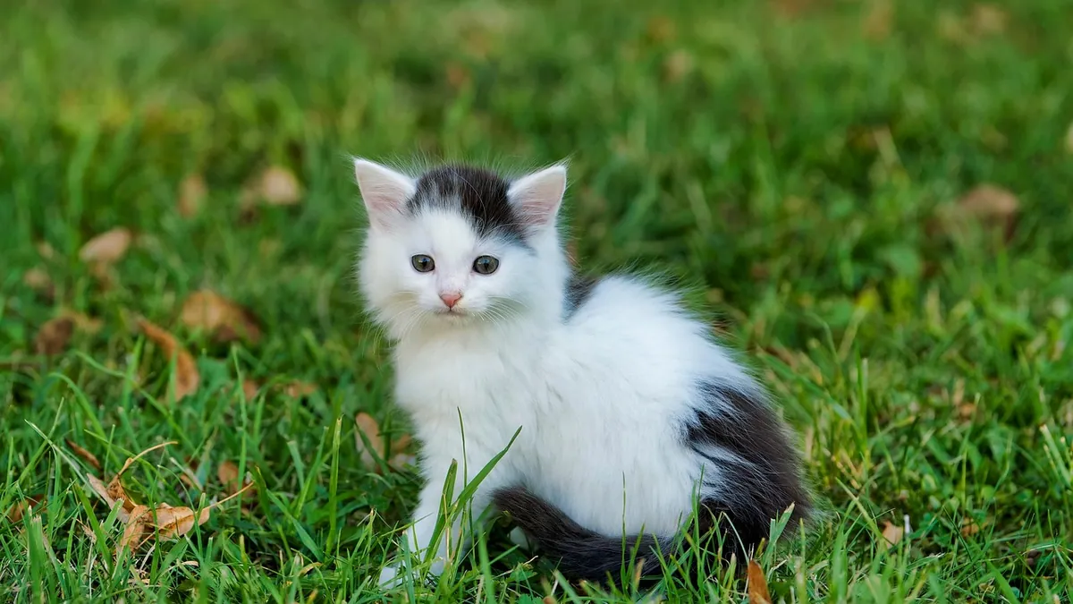Why Is My Kitten Rubbing Its Face on Me?