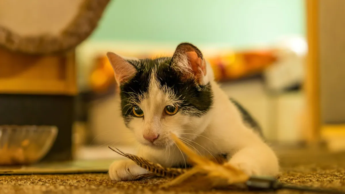 Why Is My Kitten Running Around Like a Maniac?